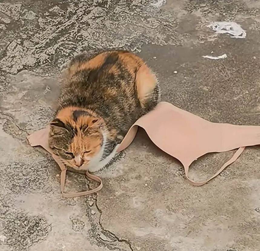 周一内涵囧图云飞系列 美女古风美没想到穿上黑丝