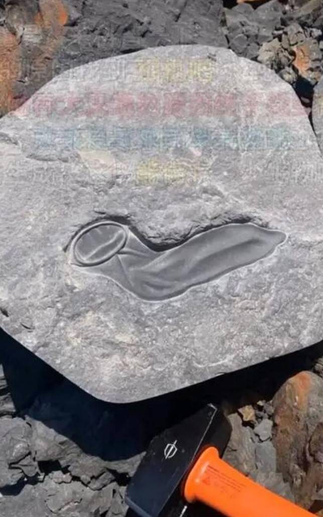 3DMһ̵1571 ﳵֻôĵӰ