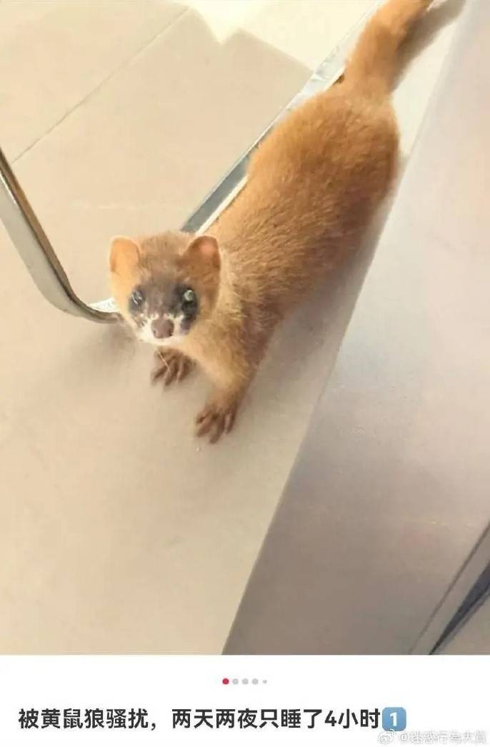 3DM轻松一刻第1574期 日本综艺节目玩的就是花啊