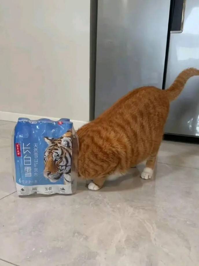 3DM轻松一刻第1578期 还是护士装看上去比较正式