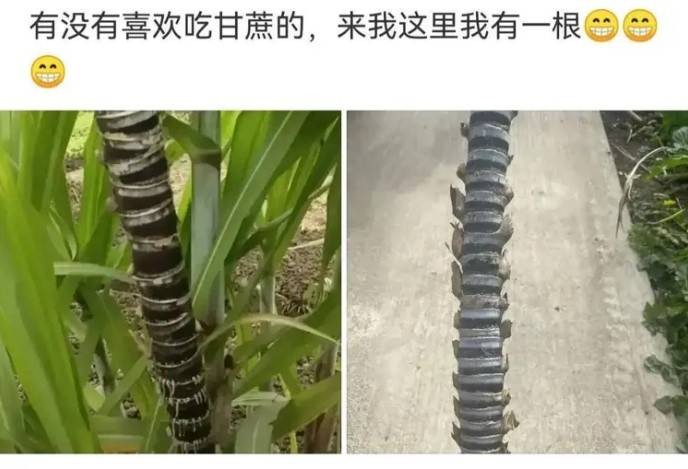 3DM轻松一刻第1579期 妹子解锁了一字马新用法！