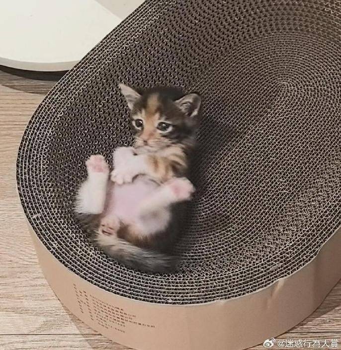 3DM轻松一刻第1579期 妹子解锁了一字马新用法！