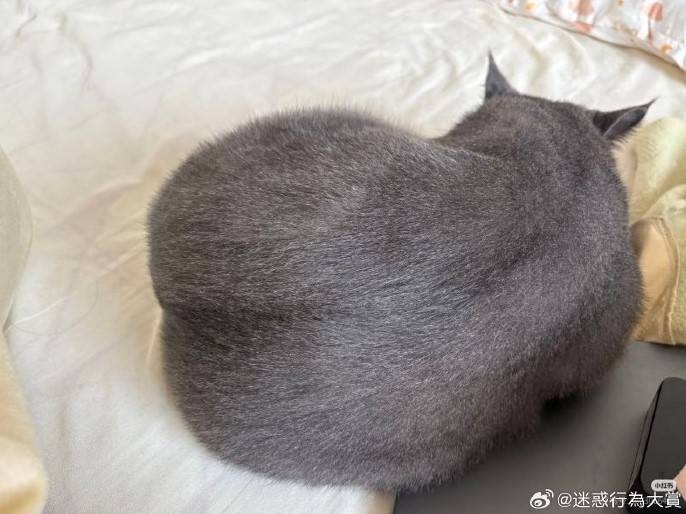 3DM轻松一刻第1581期 体育老师也过不了美人关的