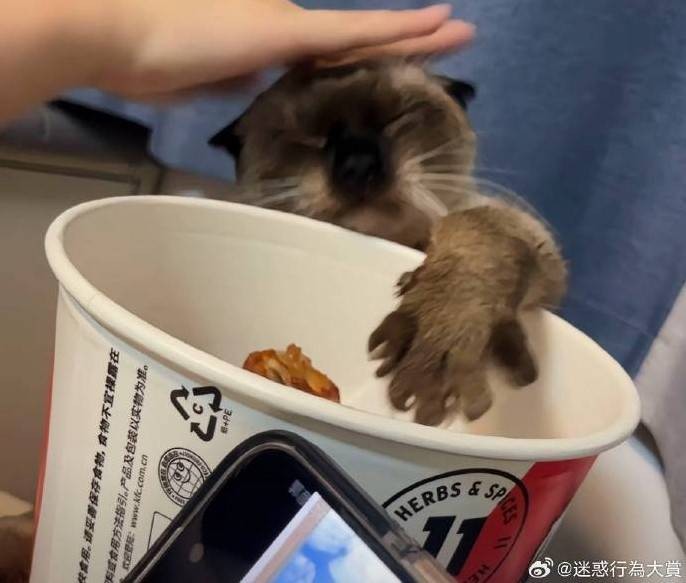 3DM轻松一刻第1581期 体育老师也过不了美人关的