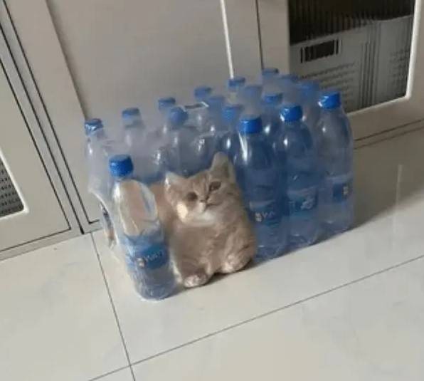 轻松一刻第1582期 面纱也遮不住这绝世的容颜