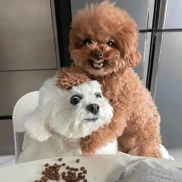 3DM轻松一刻第1582期 面纱也遮不住这绝世的容颜