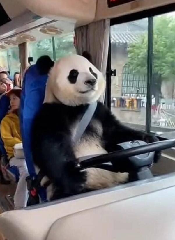 3DM轻松一刻第1582期 面纱也遮不住这绝世的容颜