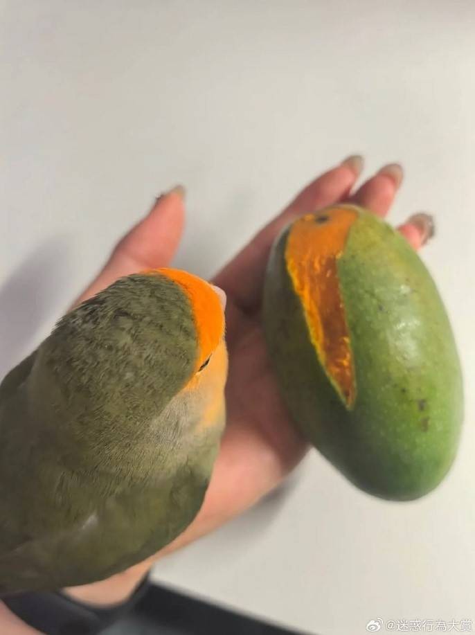 轻松一刻第1583期 妹子这么可爱你出手这么重