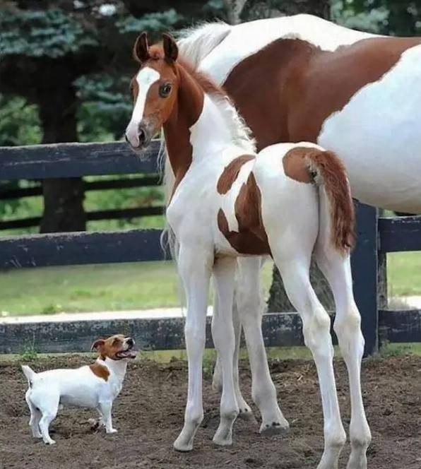 轻松一刻第1583期 妹子这么可爱你出手这么重