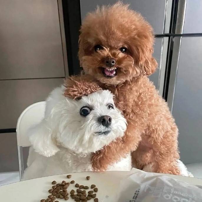 轻松一刻第1583期 妹子这么可爱你出手这么重