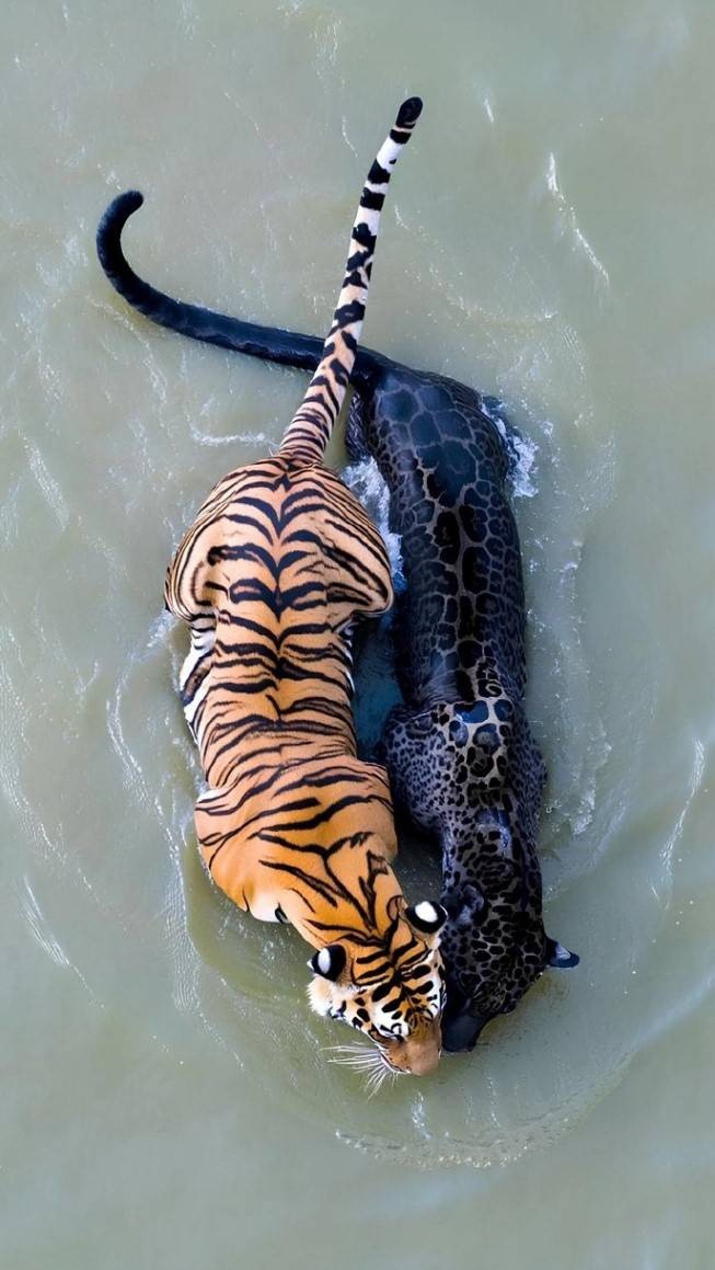 轻松一刻第1586期 妹妹新学的舞蹈跳给大家看