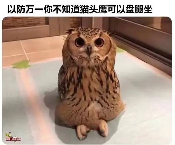 轻松一刻第1587期 妹子的英姿给马都整笑了