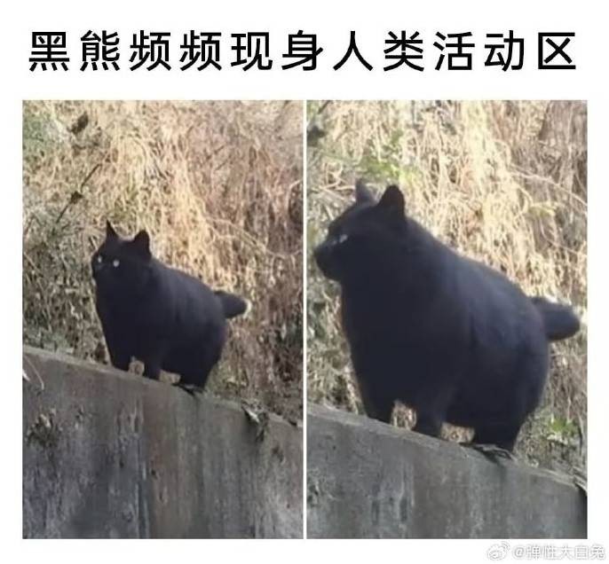 3DMһ̵1592 aiһͻȻѿӴ