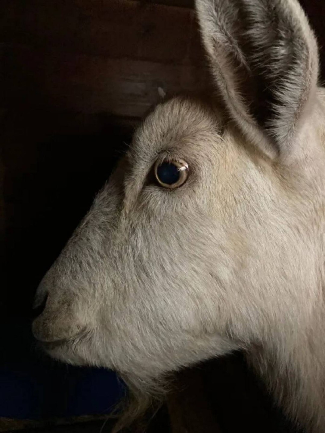 3DMһ̵1598 ֲõӾô˿