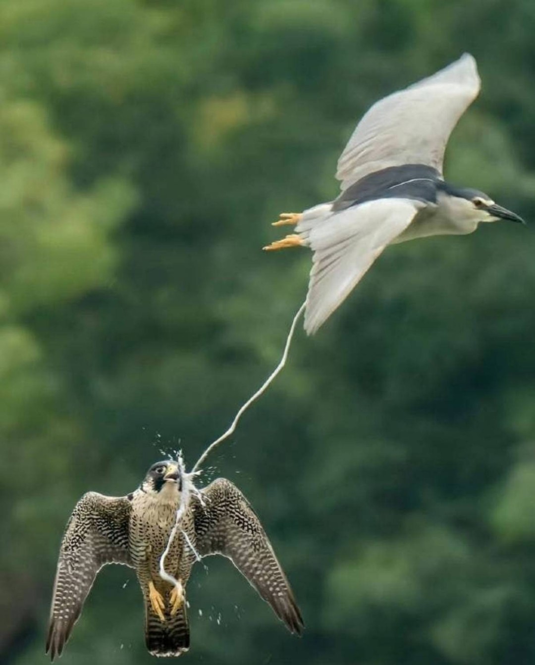 帣ͼƷϵ ʲôϷŮôң