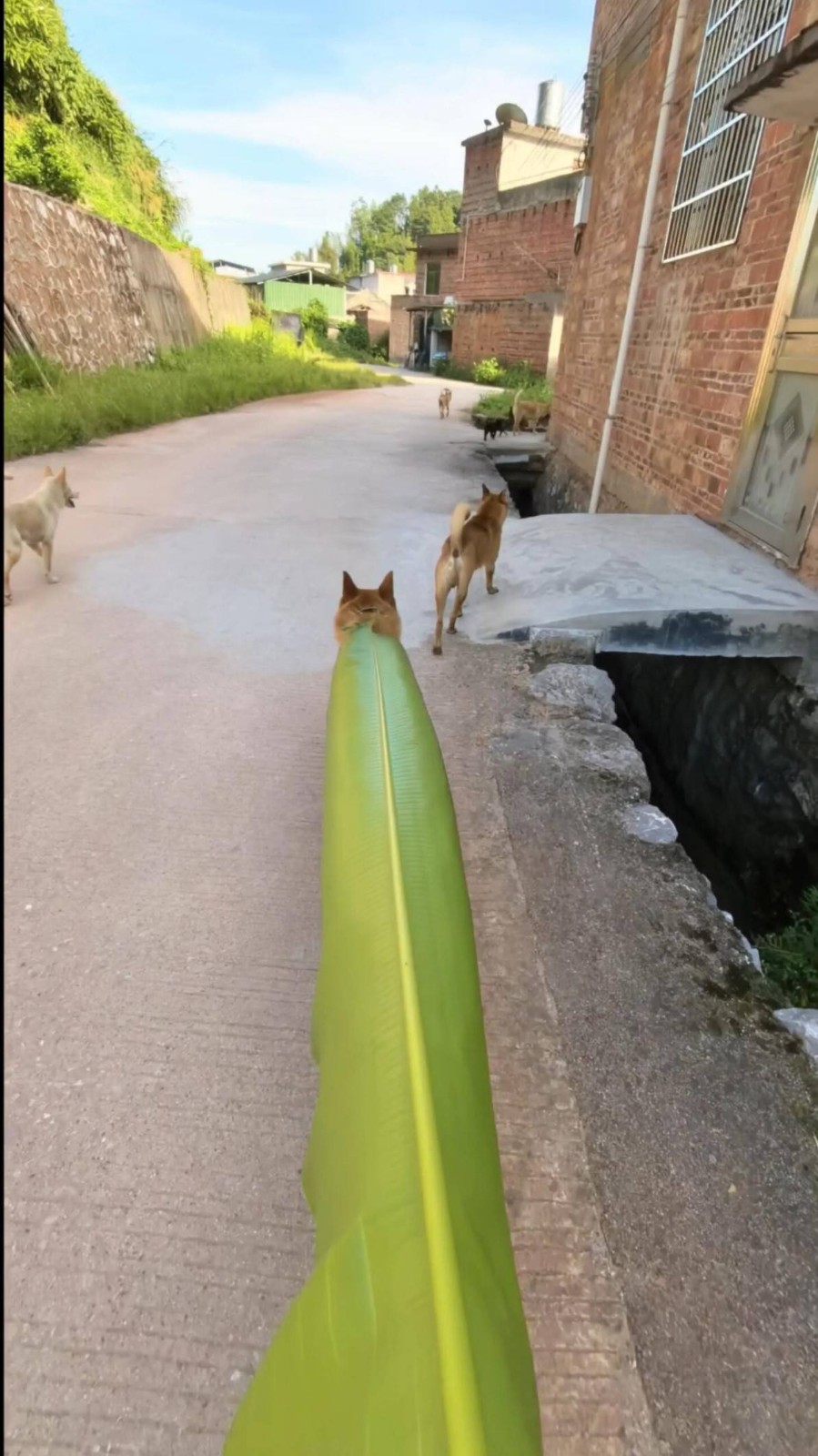 3DMһ̵1599 û˸ѧǮ;