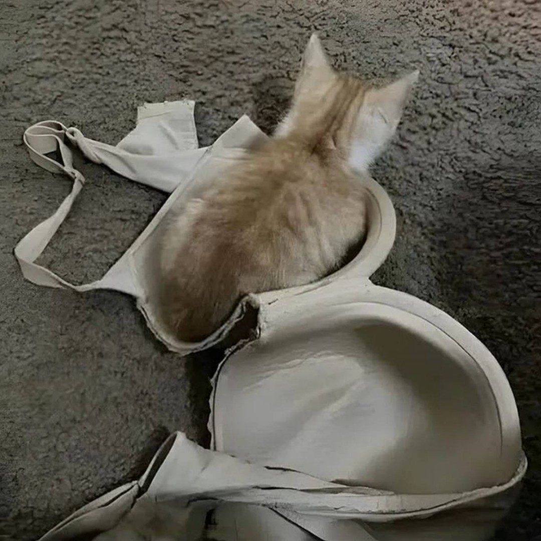 ��һ�ں���ͼ�Ʒ�ϵ�� Ů���첻��������Ҳ��������