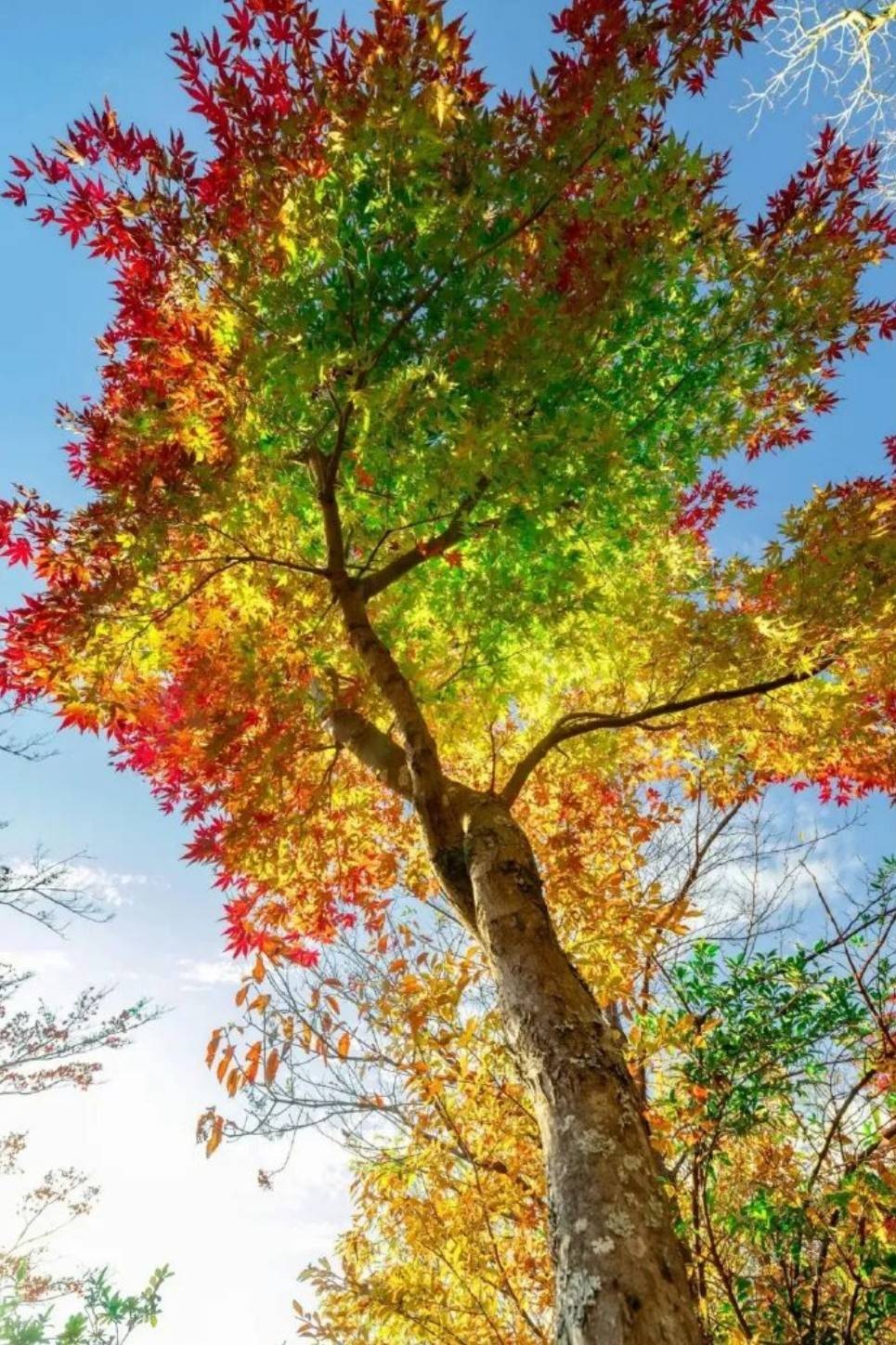 ��һ�ں���ͼ�Ʒ�ϵ�� �����л��赸������ɶ����