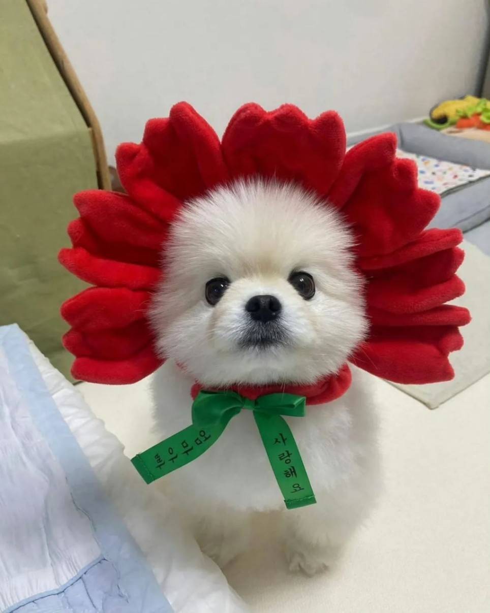 ���帣����ͼ�Ʒ�ϵ�� ����Ů��ѧ������ô������