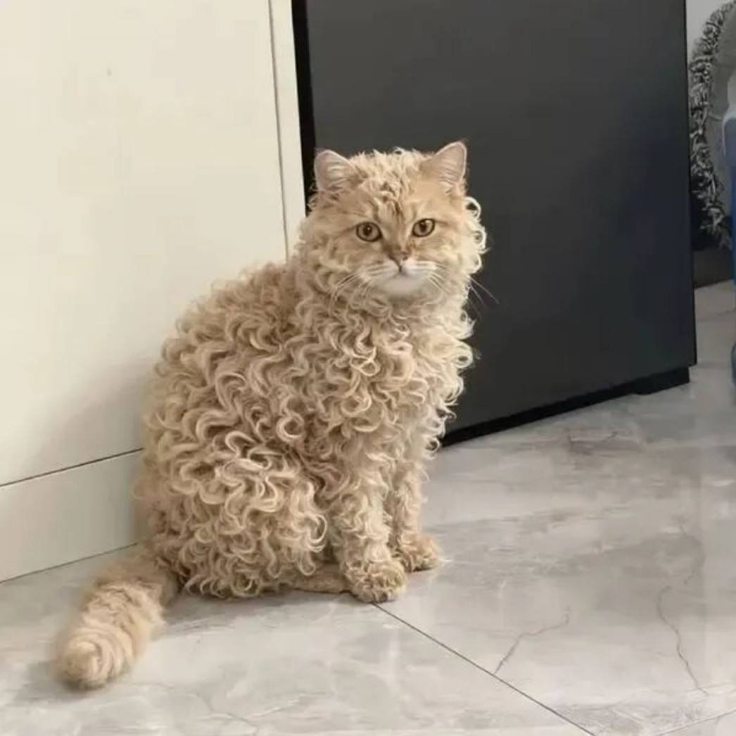 ���帣����ͼ�Ʒ�ϵ�� ����Ů��ѧ������ô������