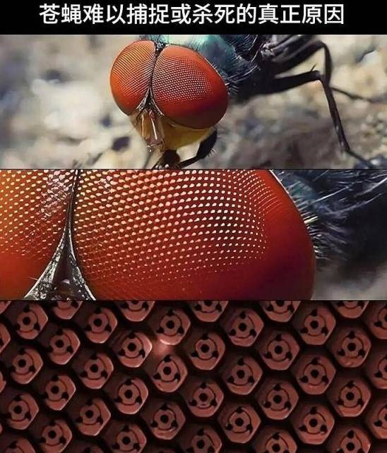 3DM����һ�̵�1621�� ���ȵ�С���˭��ϲ����