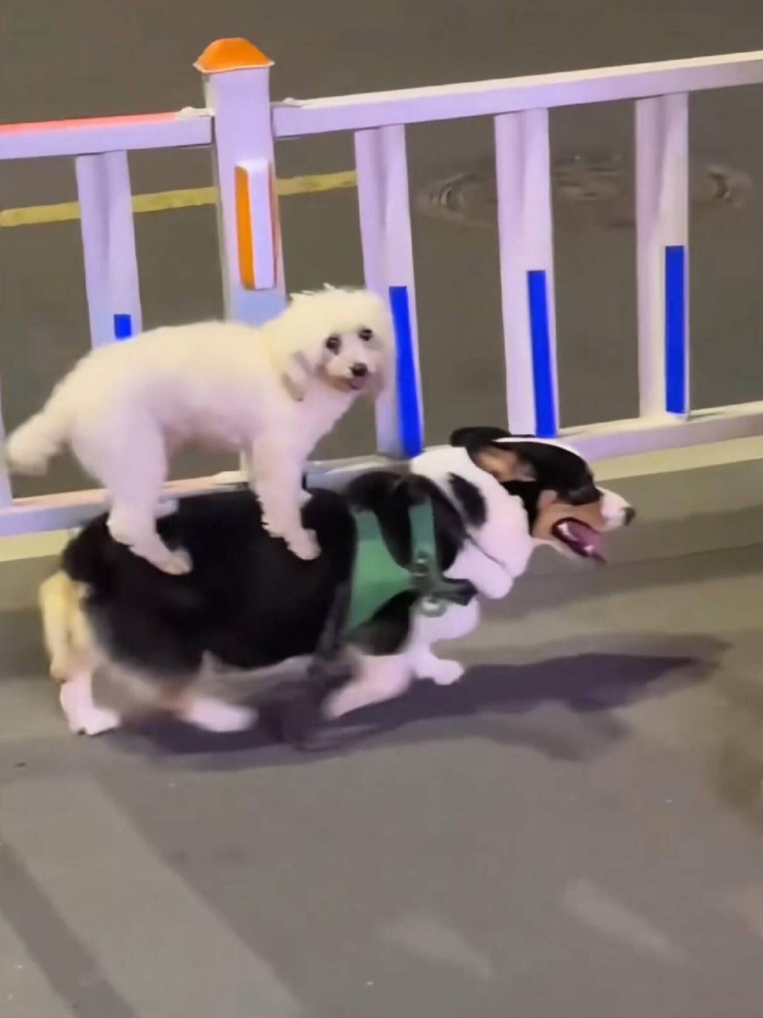 ���帣����ͼ�Ʒ�ϵ�� �࿴��Ů�������Ľ�����