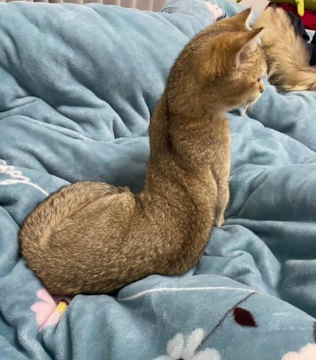 ���帣����ͼ�Ʒ�ϵ�� ˭����Ů�������ĺ�������