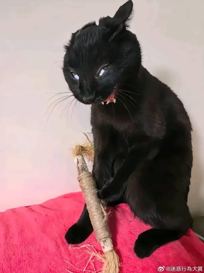 3DM����һ�̵�1633�� ��Ů�㻵�������һ����۵�