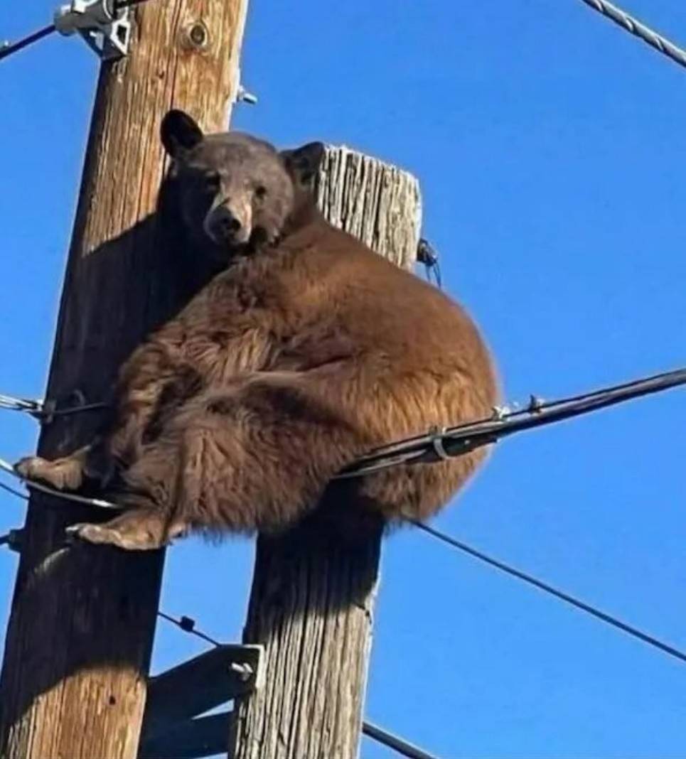 ���帣����ͼ�Ʒ�ϵ�� ��¶���ӵĽ�㶼�����ĺ�