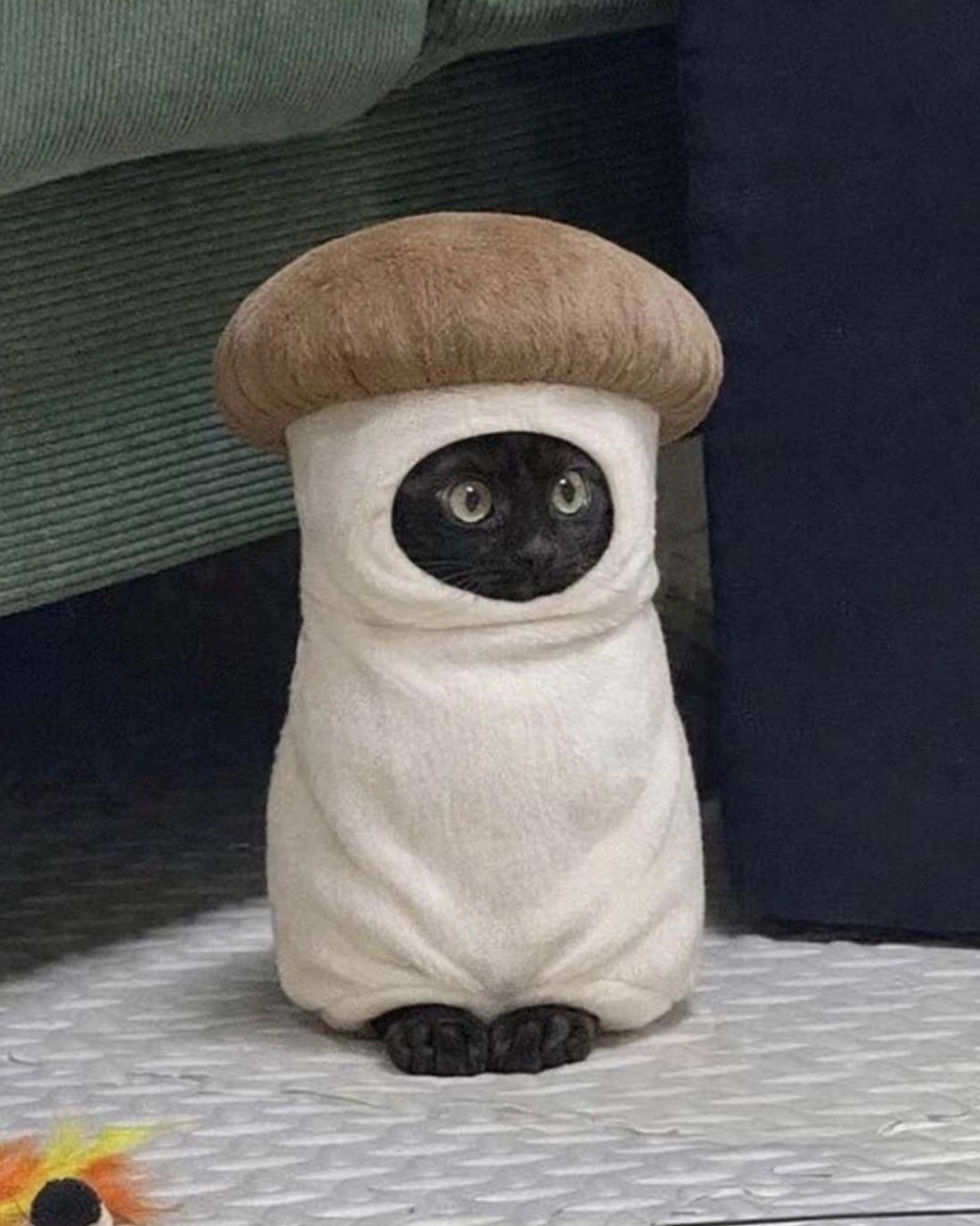 3DM轻松一刻第1639期 泳装美女肤白貌美吸引人