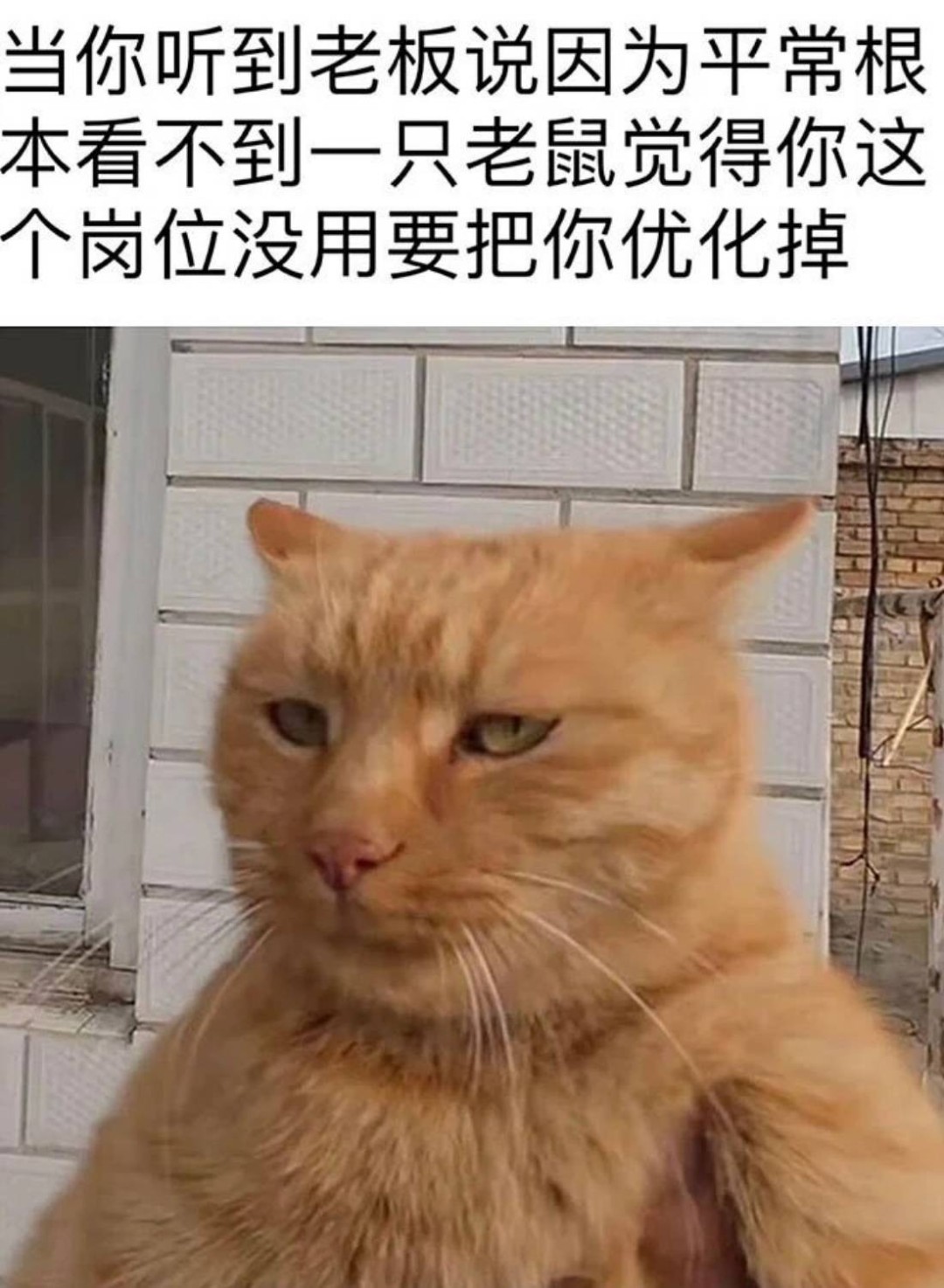 3DM����һ�̵�1639�� Ӿװ��Ů����ò��������