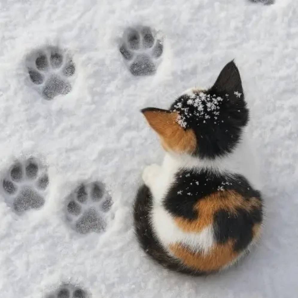 3DM����һ�̵�1642�� ��Ů��β��Ϊ�λ��Զ�����