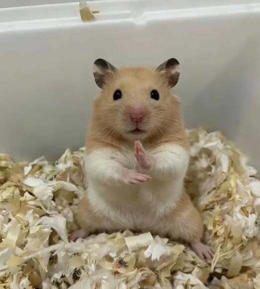 3DM����һ�̵�1652�� ����Ů��ζ������Ľ�ޱ�