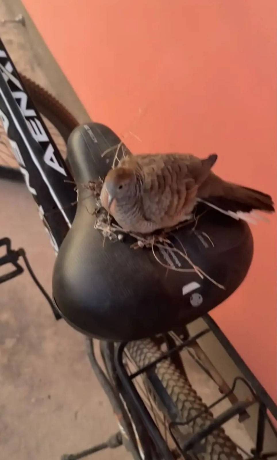 ���帣����ͼ�Ʒ�ϵ�� ��Ů����������°��ղ�ס